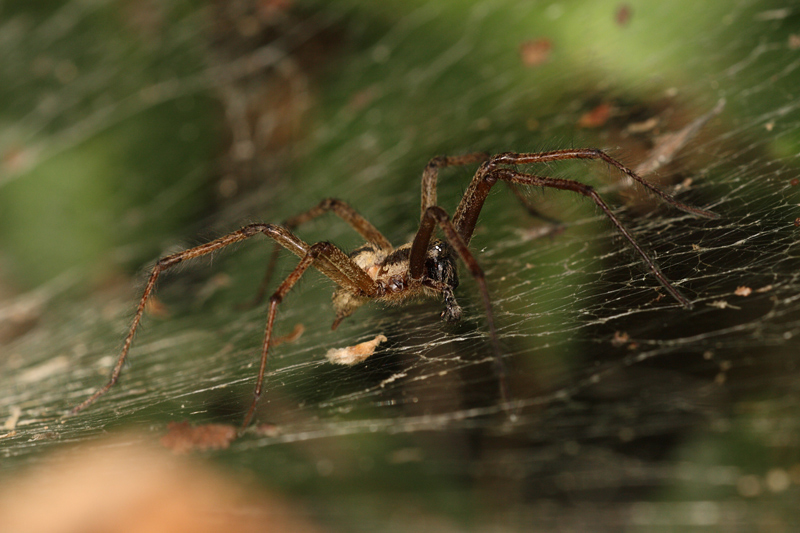 Agelena sp.